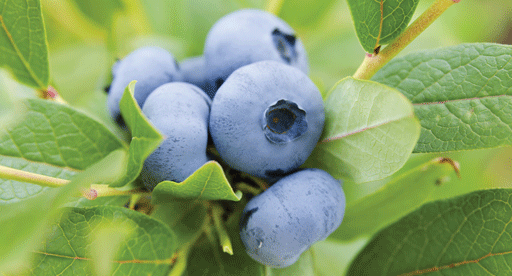 Blueberry Growing Guide Tui Planting Feeding And Pruning