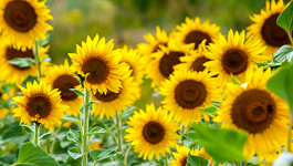 Sunflower Growing Guide