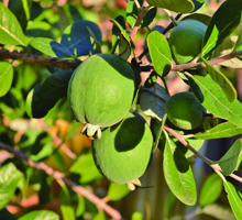 Feijoa Growing Guide