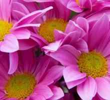 Flower Growing Guide