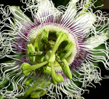 Passionfruit Growing Guide