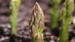 Asparagus Growing Guide