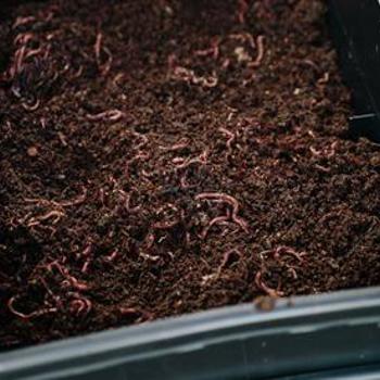 A Beginner's Guide to Worm Farming