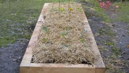 Planting a Raised Vege Garden