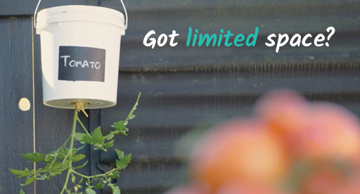 Video - Upside Down Tomato Planter Gardening Hack