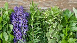 Summer Herb Growing Guide