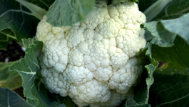 Grow Brilliant Brassicas