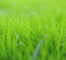 Top Tips for a Beautiful Lawn