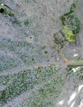 Powdery Mildew