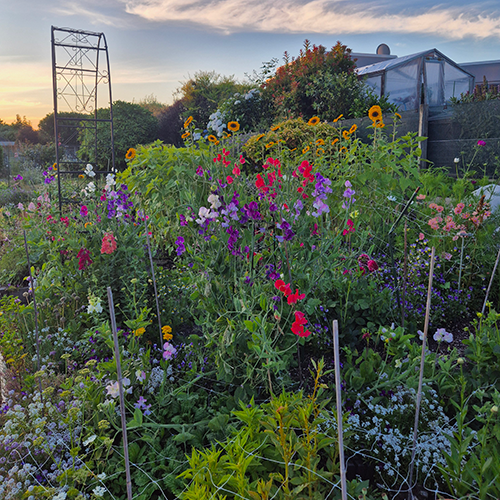 Ellie's largest growing patches