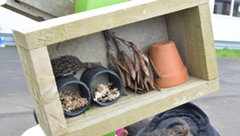 Create a bug house at home or school