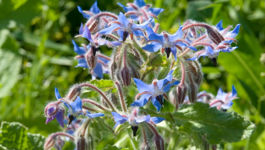 Grow Edible Flowers in Your Garden