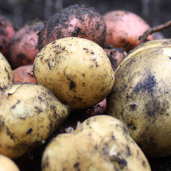 Picking your potato variety