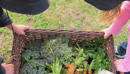 Maungawhau Primary's School Garden