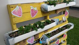 School Gardening on Waiheke Island