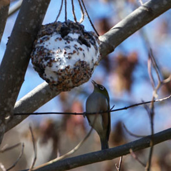 Annabel Langbein's Wild Bird Guide