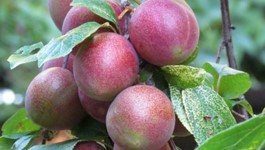 Orchard Tips for Autumn