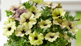 Crazytunia Petunias