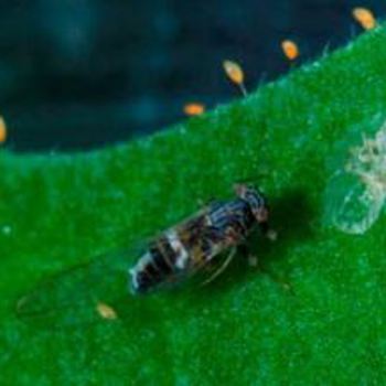 Controlling tomato/potato psyllid