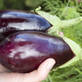 Eggplant