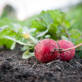 Radish