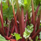 Rhubarb