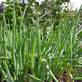 Spring onions