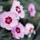 Dianthus