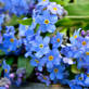 Forget-me-not