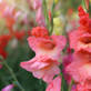 Gladiolus