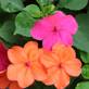 Impatiens