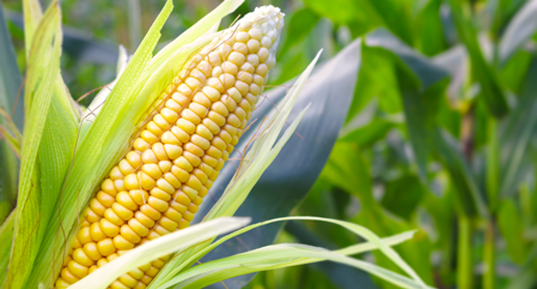 Sweetcorn Growing Guide