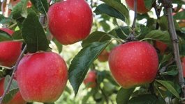 Apple Growing Guide