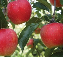 Apple Growing Guide