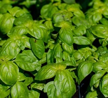 Basil Growing Guide