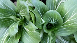 Bok Choi Growing Guide