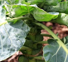 Brussels Sprout Growing Guide