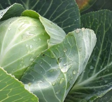 Cabbage Growing Guide