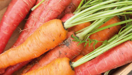 Carrot Growing Guide