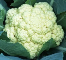 Cauliflower Growing Guide