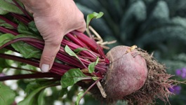 Beetroot Growing Guide