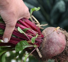 Beetroot Growing Guide