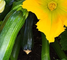 Courgette Growing Guide