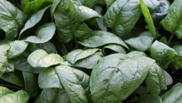 Spinach Growing Guide