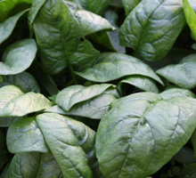 Spinach Growing Guide
