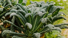 Kale Growing Guide