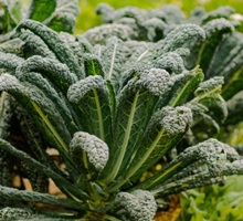 Kale Growing Guide