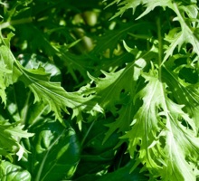 Mesclun Growing Guide