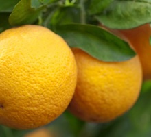 Orange Growing Guide