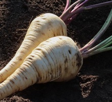 Parsnip Growing Guide